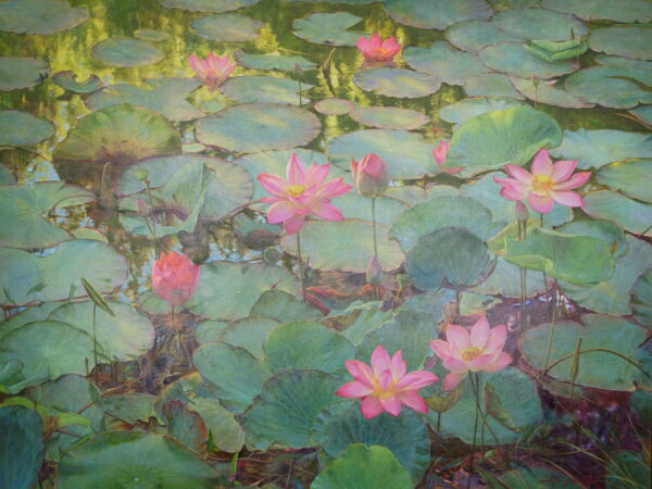 Water Lilies and Lotuses II – 200 x 150 cm – Somchai Sawangsri Art Gallery 2